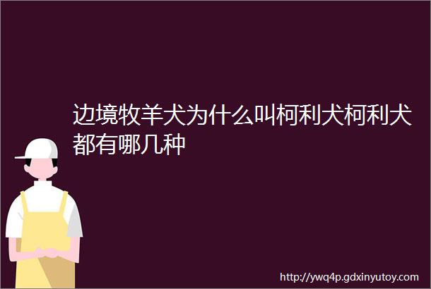 边境牧羊犬为什么叫柯利犬柯利犬都有哪几种